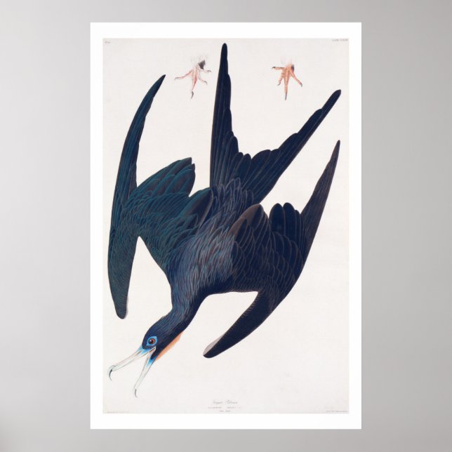 Frigate Penguin Poster (Front)