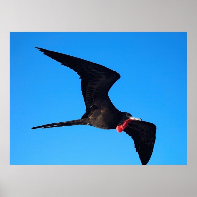 Frigatebird Close-up Poster (Front)