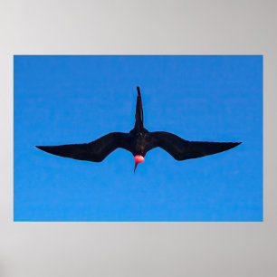 Frigatebird from Below Poster