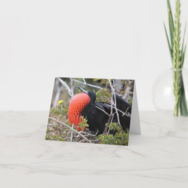 Frigatebird Greeting Card (Front)
