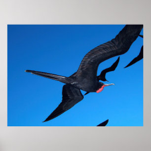 Frigatebird in Flight Poster
