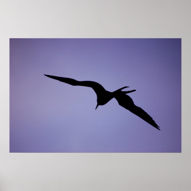 Frigatebird Silhouette Poster (Front)