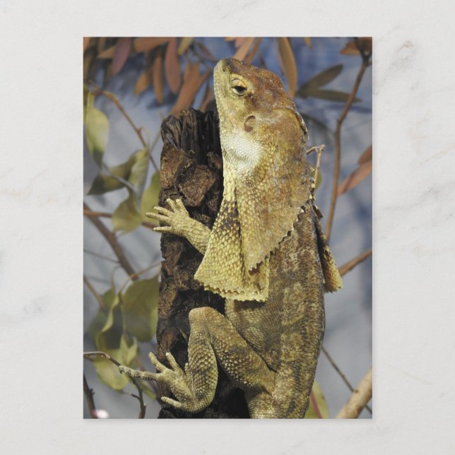 Frill-necked lizard postcard (Front)