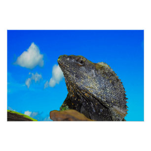 Frill necked Lizard Poster