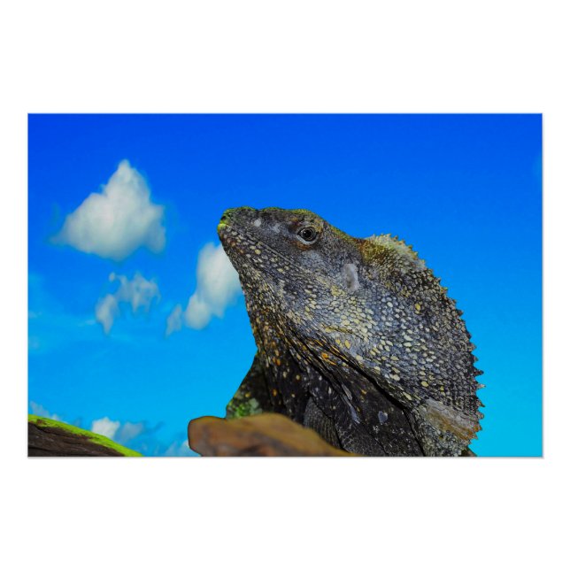 Frill necked Lizard Poster (Front)