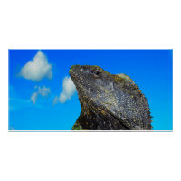 Frill necked Lizard