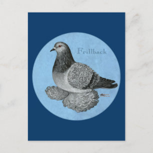Frillback Blue Grizzle Pigeon Postcard