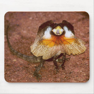 Frilled Lizard - Chlamydosaurus kingii Mouse Mat