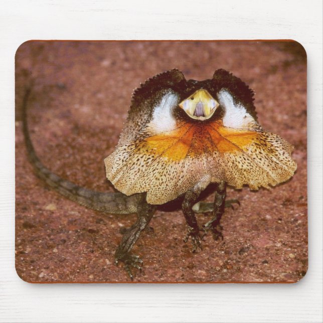 Frilled Lizard - Chlamydosaurus kingii Mouse Mat (Front)