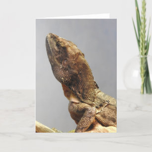 Frilled Lizard Greeting Card