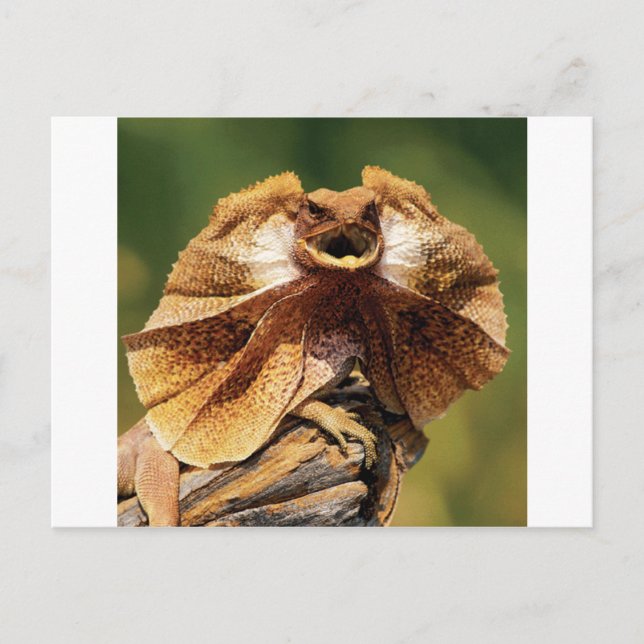 frilled lizard postcard (Front)