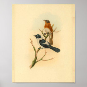 Frilled Neck Brown Flycatcher Bird Vintage Print