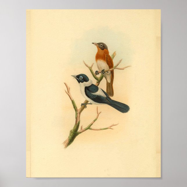 Frilled Neck Brown Flycatcher Bird Vintage Print (Front)