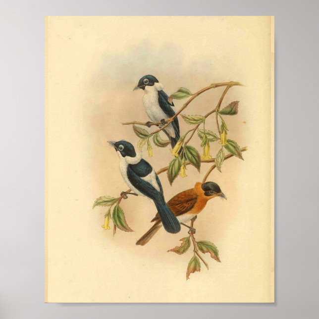 Frilled Neck Brown Flycatcher Bird Vintage Print (Front)