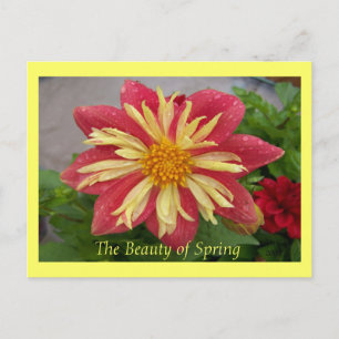Frilly Dahlia Postcard
