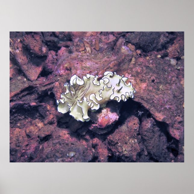 Frilly Nudibranch Poster (Front)