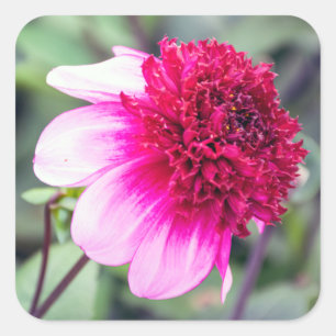 Frilly Pink and Magenta Dahlia Square Sticker