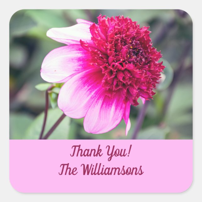 Frilly Pink and Magenta Dahlia Thank You Square Sticker (Front)