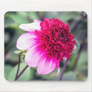 Frilly Pink and Magenta Two-Toned Dahlia  Mouse Mat