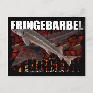 Fringebarbel-Ship Sturgeon Postcard