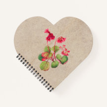 Fringed Galax Flower