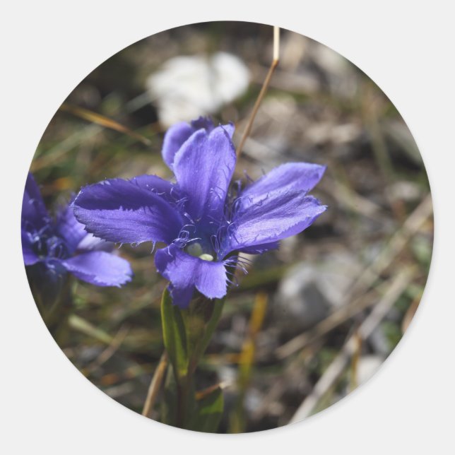 Fringed Gentian Classic Round Sticker (Front)