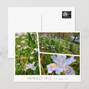 Fringed Iris Postcard