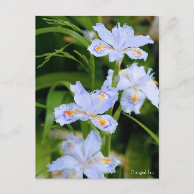 Fringed Iris [Postcard] Postcard (Front)