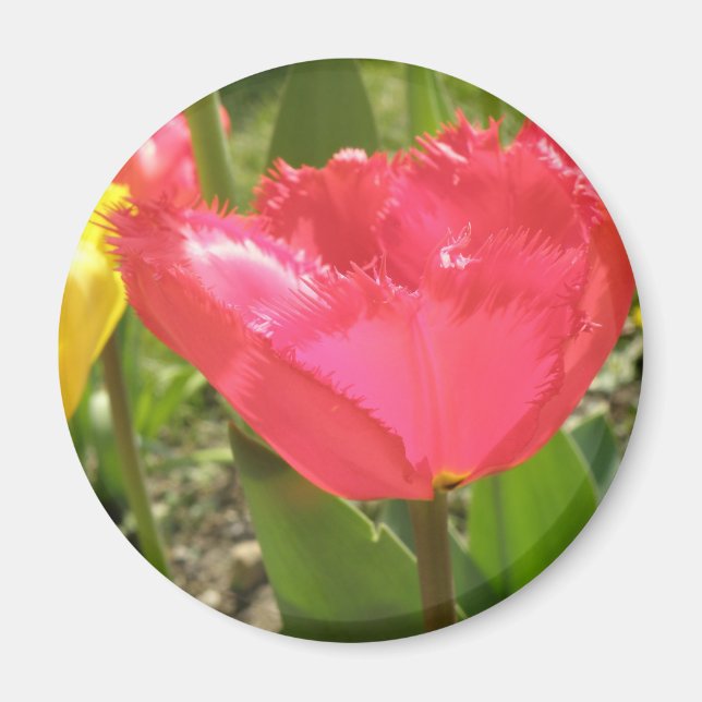 Fringed Tulips Magnet (Front)