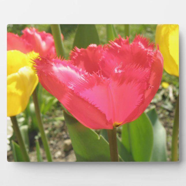 Fringed Tulips Plaque (Front)