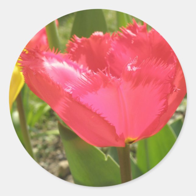 Fringed Tulips Sticker (Front)