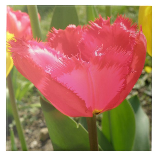 Fringed Tulips Tile (Front)