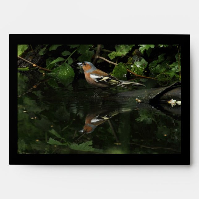 Fringilla coelebs envelopes (Front)