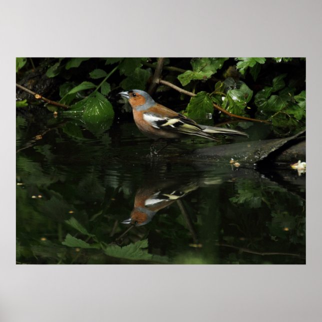 Fringilla coelebs poster (Front)