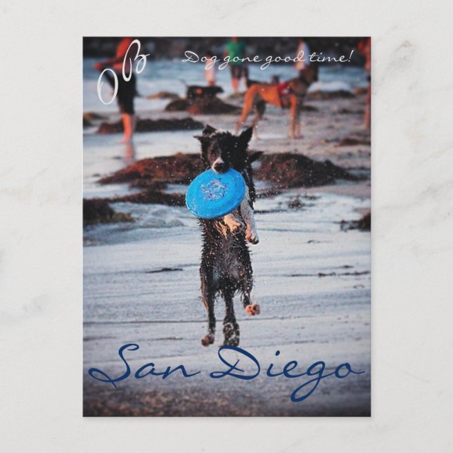 Frisbee Dog Postcard (Front)