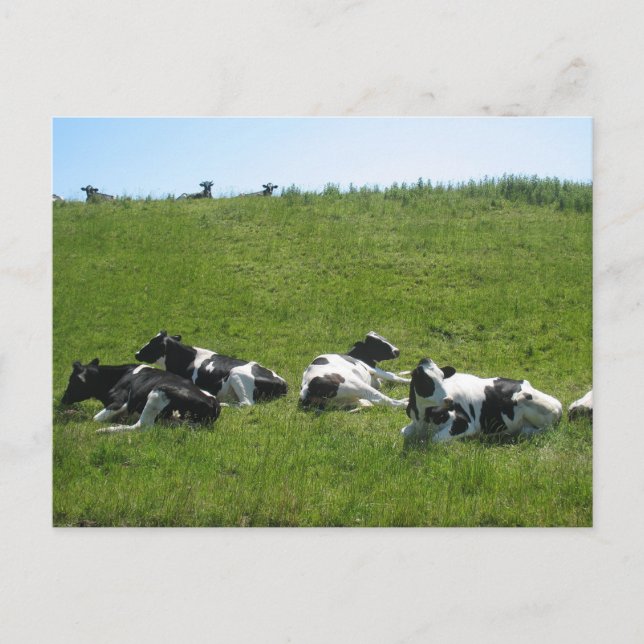 Frisian Holstein Cows Postcard (Front)