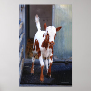 Frisky Calf Poster