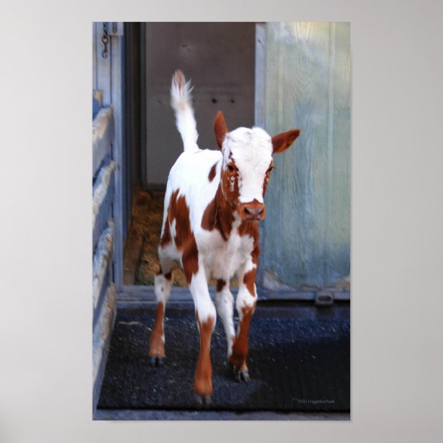 Frisky Calf Poster (Front)