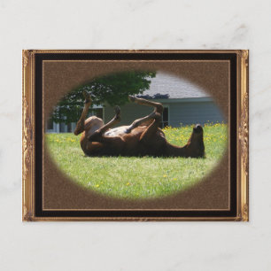 Frisky Foal ~ postcard
