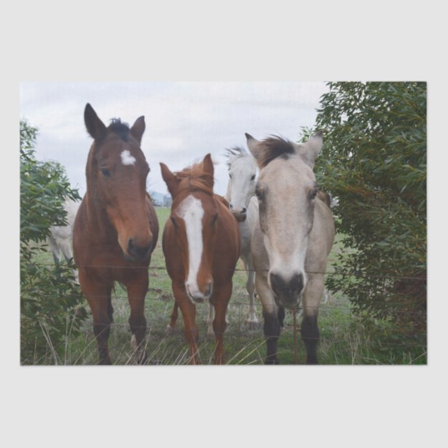 Frisky Hair: Delightful Horse Troubles,  Tissue Paper (Front)