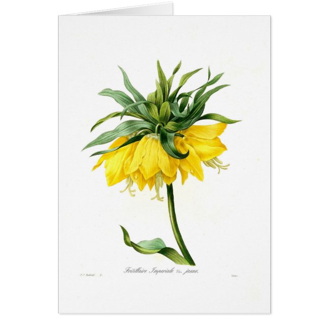 Fritillaire imperiale (Front)