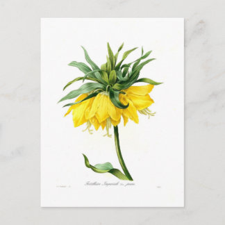Fritillaire imperiale postcard