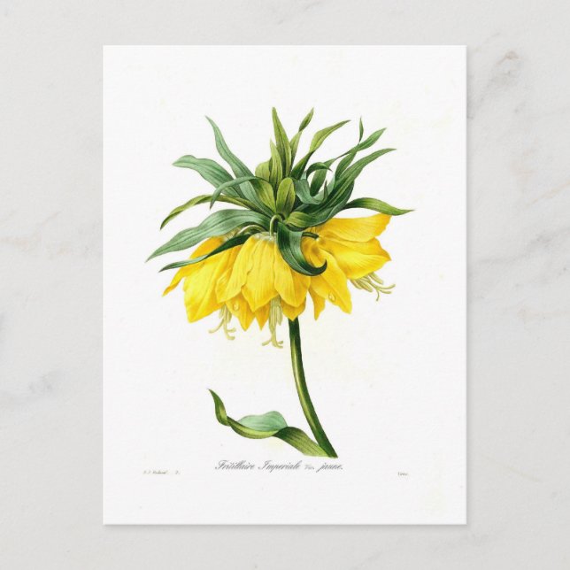 Fritillaire imperiale postcard (Front)