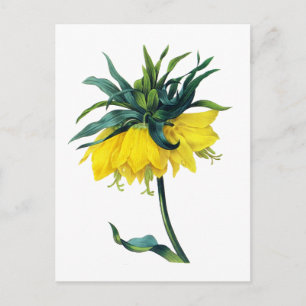 Fritillaire Imperiale ver Jaune By Pierre Joseph R Postcard