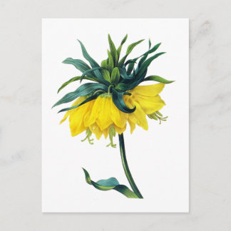 Fritillaire Imperiale ver Jaune By Pierre Joseph R Postcard