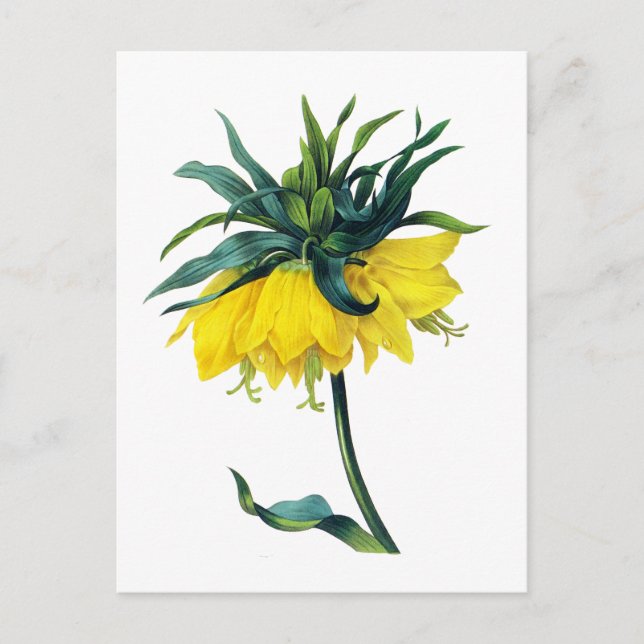 Fritillaire Imperiale ver Jaune By Pierre Joseph R Postcard (Front)
