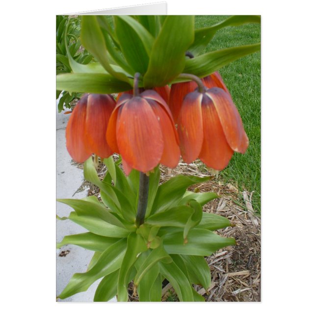Fritillaria Imperiali Orange Flowers Card (Front)