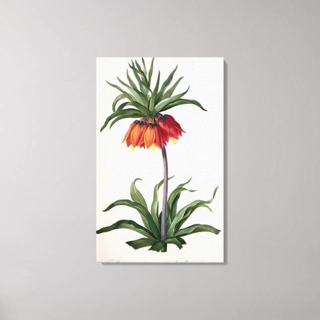 Fritillaria Imperialis from, `Les Lilacees', 1802- Canvas Print (Front)