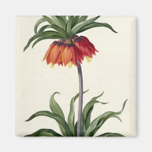 Fritillaria Imperialis from, `Les Lilacees', 1802- Magnet