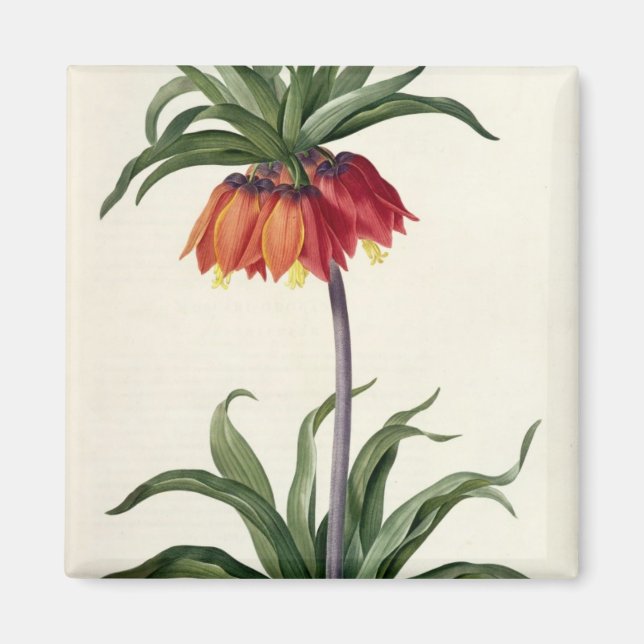 Fritillaria Imperialis from, `Les Lilacees', 1802- Magnet (Front)